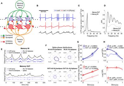 Differential Contributions of Inhibitory Subnetwork to Visual Cortical Modulations Identified via Computational Model of Working Memory